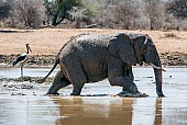 Elephant Wading