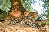 Leopard Relaxing