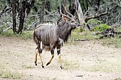 Male Nyala antelope