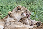 Lioness Nuzzling Youngster