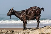 Side View of Goat on Rocks at Seaside