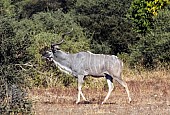 Kudu