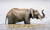 Elephant Standing in Water