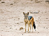 Black-backed Jackal