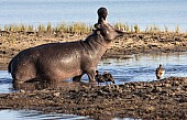 Hippopotamus