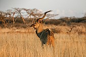 Kudu Bull in Long Winter Grass