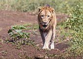 Lion Male Heading for Waterhole