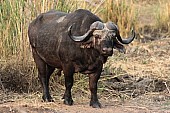 African Buffalo