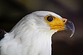 African Fish Eagle with Head in profile