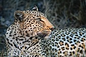 Leopard Close-up