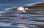 Greater Flamingo