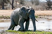 Elephant Treading Carefully