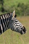 Zebra Head in Profile