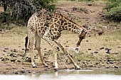 Giraffe Bending to Drink