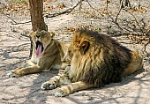 Lion Male with Yawning Lioness