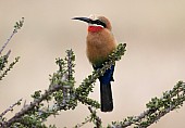 White-fronted Bee-eater