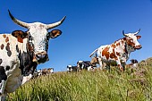 Nguni Cattle with Blue Sky in Background