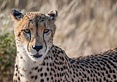 Cheetah Female, Head Shot