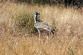 Kori Bustard