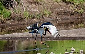 Saddle-Billed Stork Taking Off