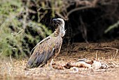 White-backed Vulture