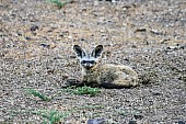 Bat-eared Fox Adult