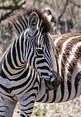 Zebra Youngster Close-up