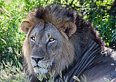 Male Lion