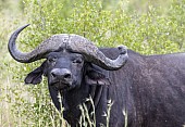 African Buffalo