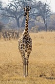 Giraffe Front-on View