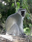 Vervet Monkey