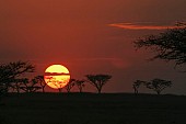 Acacia Trees Against Rising Sun