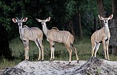 Kudu Trio