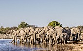 Elephant Herd at Waterhole