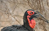 Art Reference image of Southern Ground Hornbill