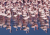 Lesser Flamingo Reflections