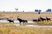 Sable Herd Crossing Stream