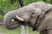 Elephant Taking Water