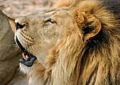 Lion Male in Profile, Close-up