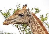 Giraffe Female, Close-up