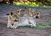 Lion Cubs at Rest in Shade