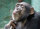 Captive Chimpanzee