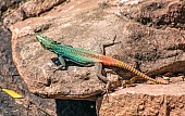 Common Flat Lizard