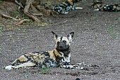 Wild Dog at Rest but Alert