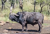 Buffalo Bull