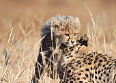 Cheetah Cub Climbing on to Mother's Head