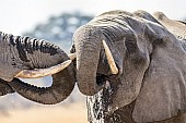 Elephants Drinking, Close-up