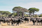 Baobab Trees and Buffalo Herd