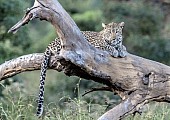 Leopard on Tree Stump