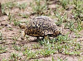 Leopard Tortoise